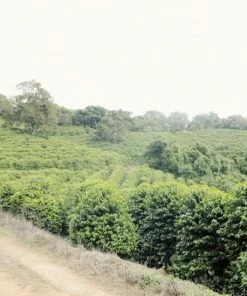 Coffee Beans Johan & Nyström Brazil Fortaleza 250 G -saquella shop unnamed file 101