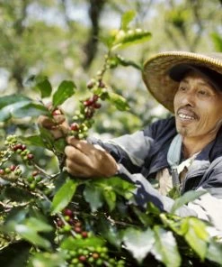 Johan & Nyström Sumatra Gayo Coffee Beans -saquella shop unnamed file 113